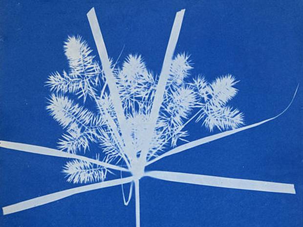 World Celebrates 216th Birthday of Anna Atkins