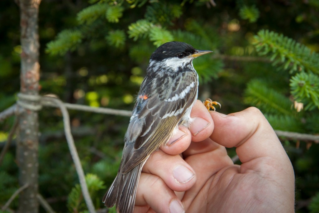 A tiny songbird flies over the ocean on a 1,700-mile