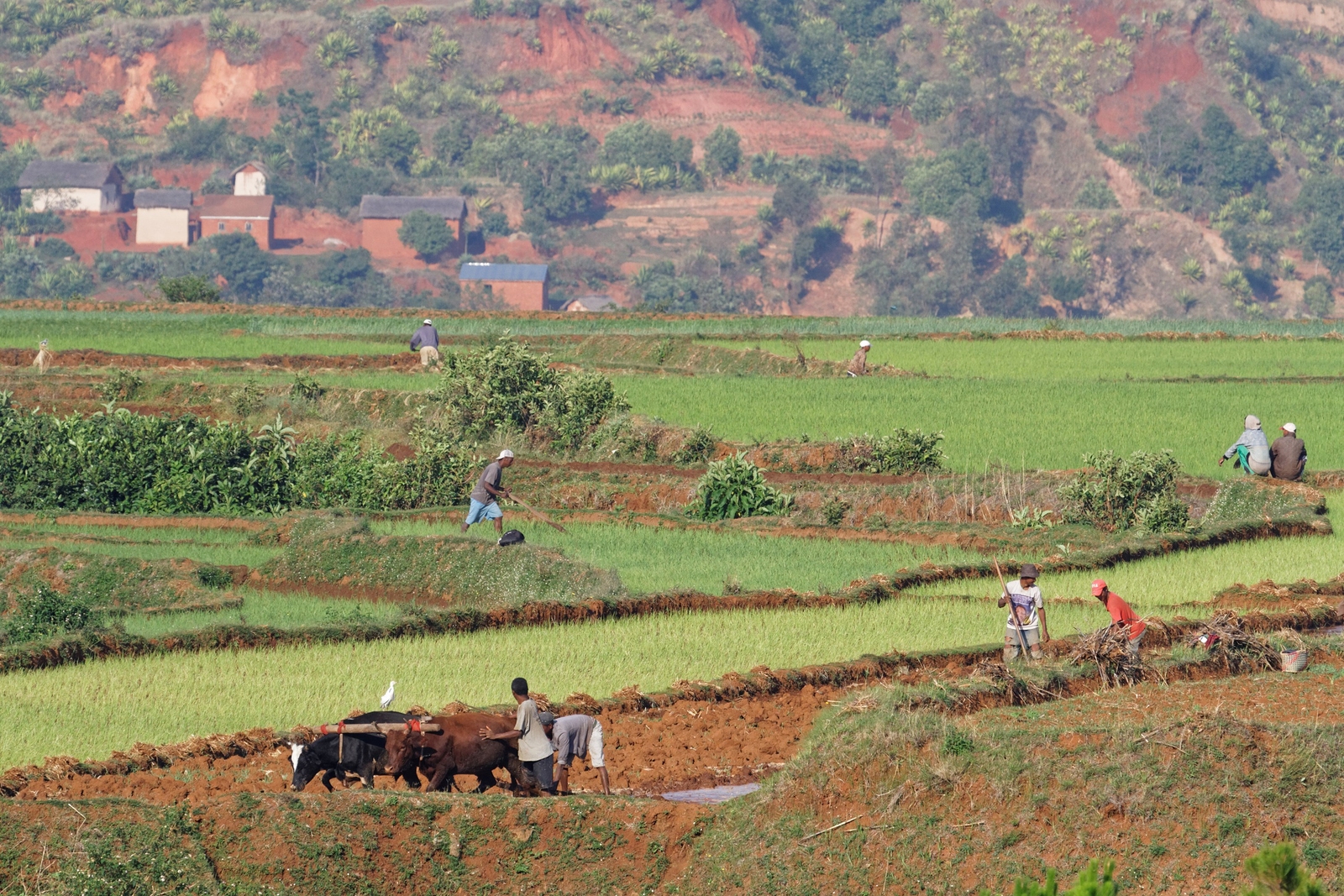 Madagascar forests burned 1000 years ago by human settlers to make way for cattle pastures