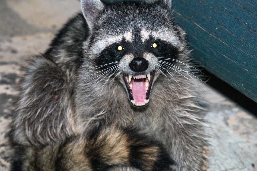 Rabies alert on Long Island after infected raccoon found – safety steps to follow