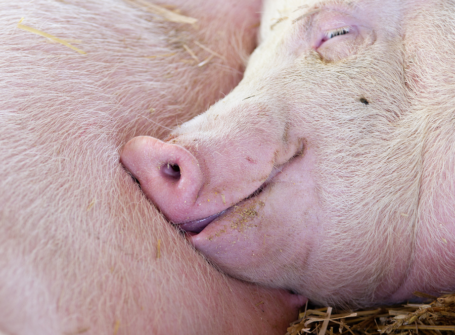 Common pig antibiotic may cause cancer in humans who eat pork