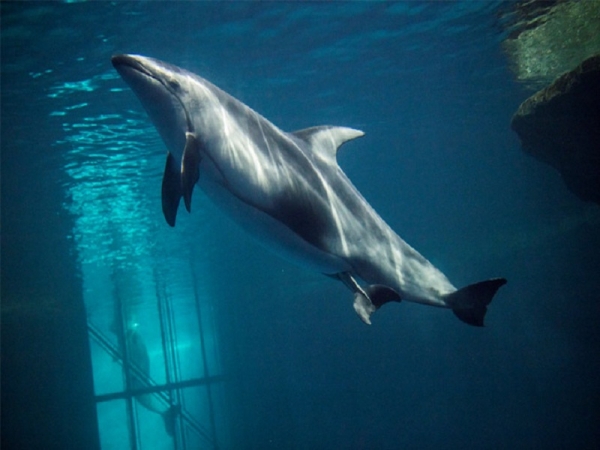 Spectators witness a dolphin giving birth at Shedd Aquarium