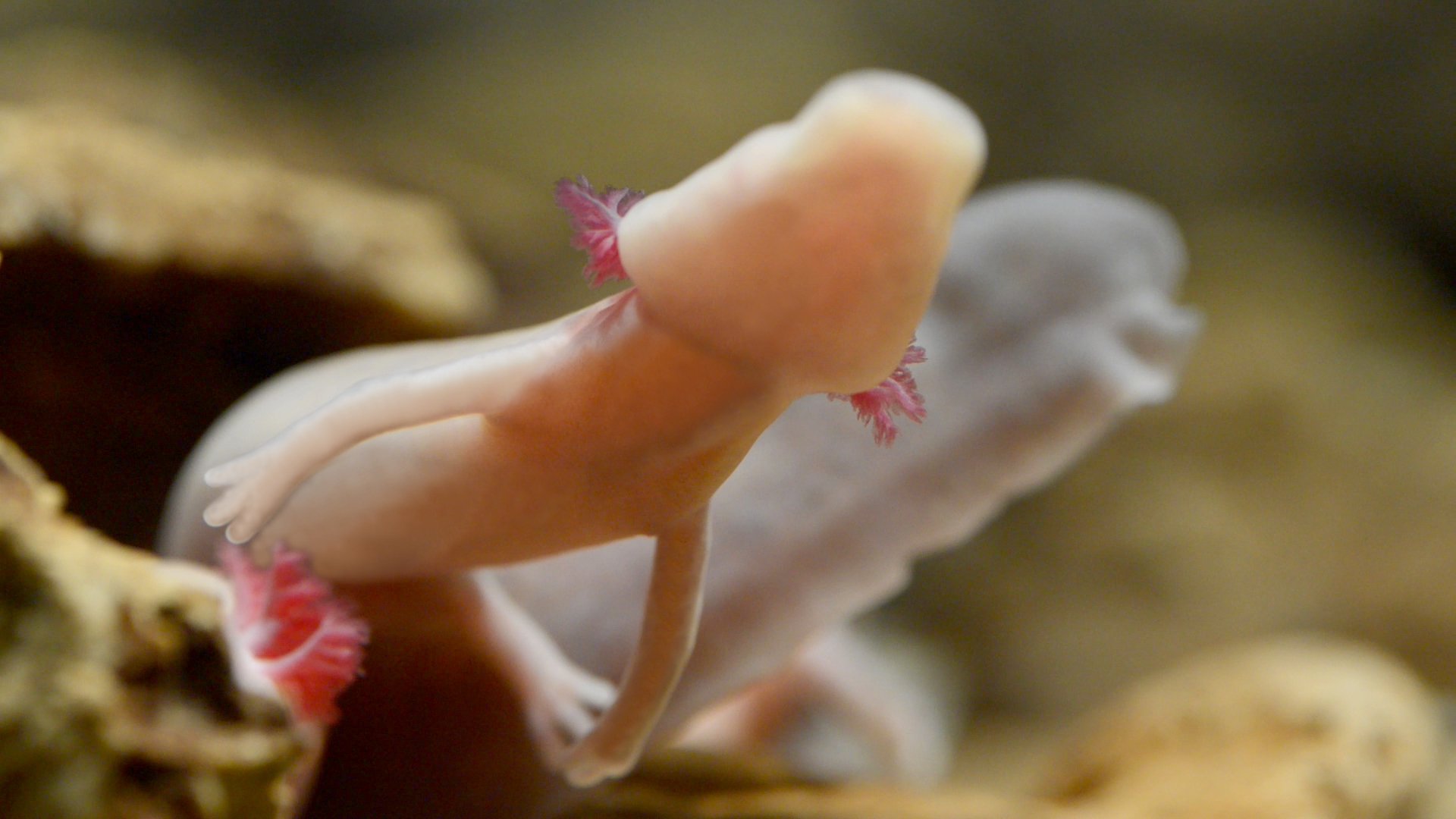 Slovenia baby dragons that live 100 years are hatching [VIDEO]